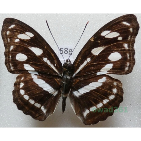 Athyma nefte (Cramer, 1780) Malaysia 50mm58g